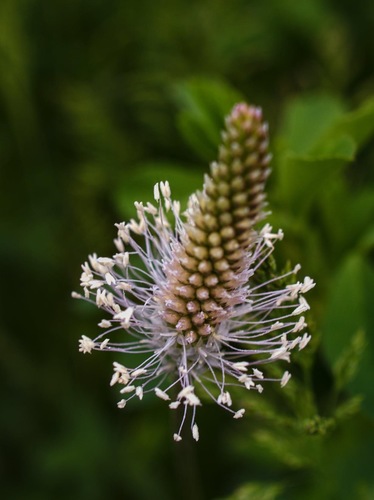 Skorocel prostredný/ Plantago media