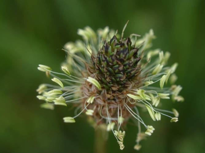 Skorocel kopijovitý/ Plantago  lanceolata