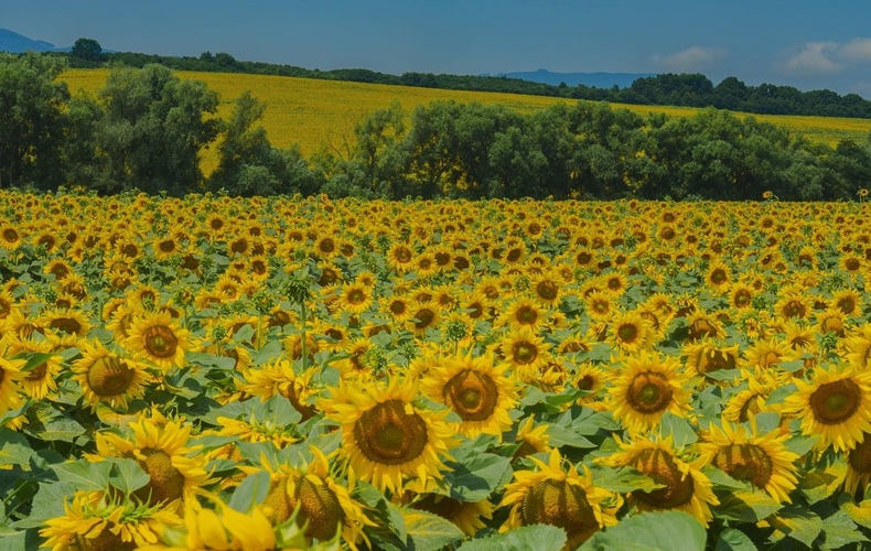 Čas , keď kvitnú  slnečnice 🌻🌻🌻