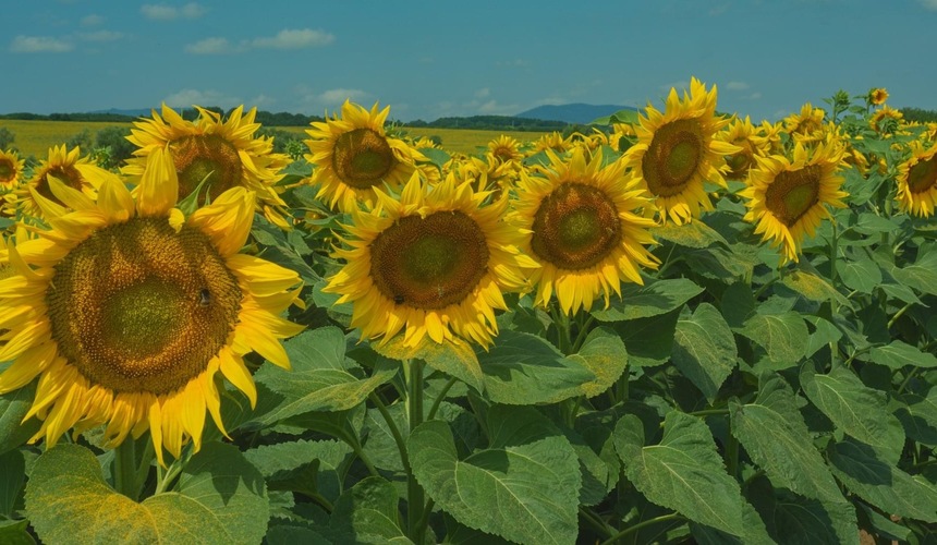 Tam, kde kvitnú slnečnice 🌻🌻🌻