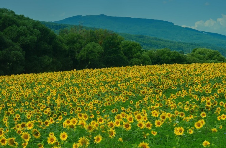 Kam sa pozriete , všade  samé slniečka🌻🌻🌻