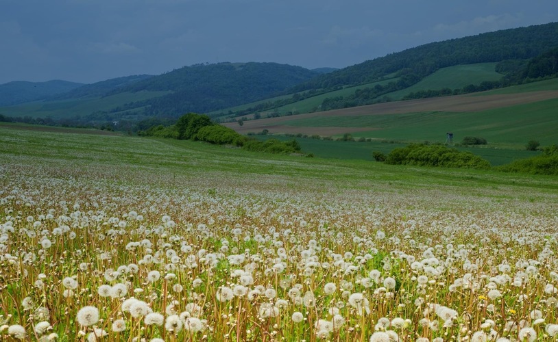 Odkvitnutá  púpava