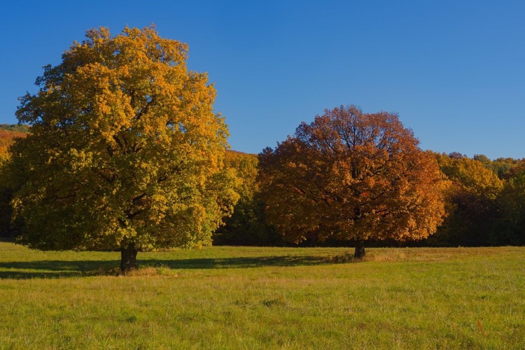 V tieni starých stromov 🍂