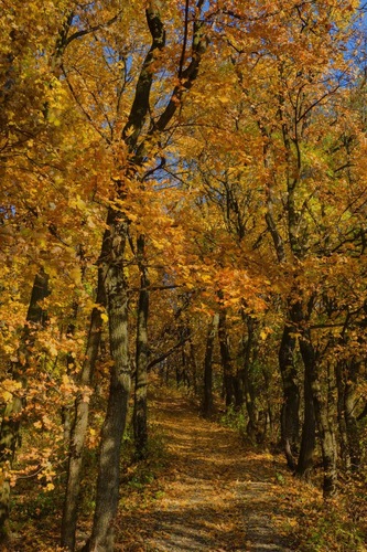 Lesnou cestičkou 🌞🍂🍁🍂