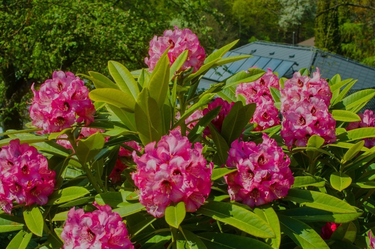 Rododendrony 