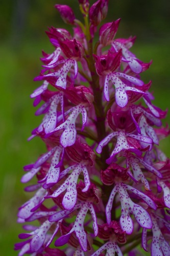 Vstavač vojenský / Orchis militaris