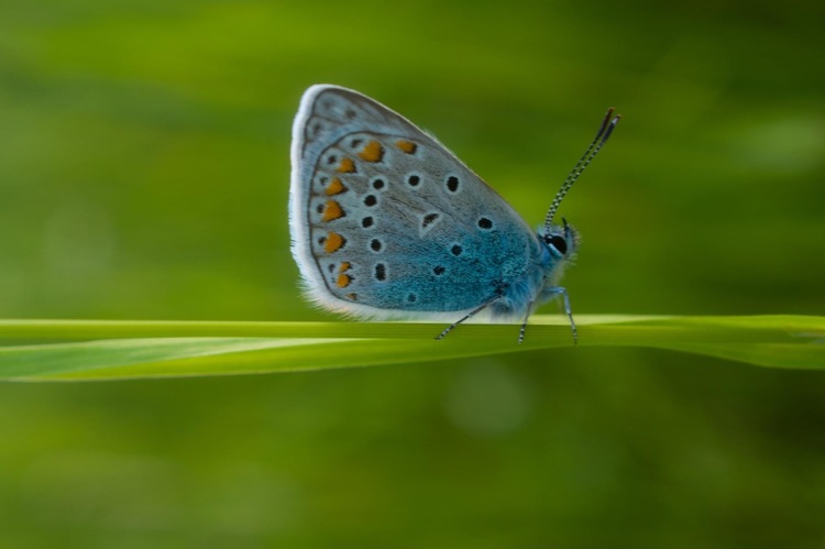 Modráčik  obyčajný 🦋