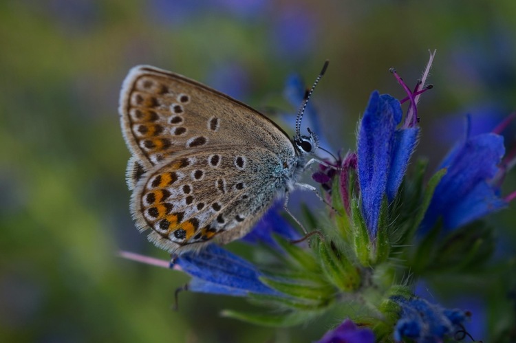 Modráčik🦋