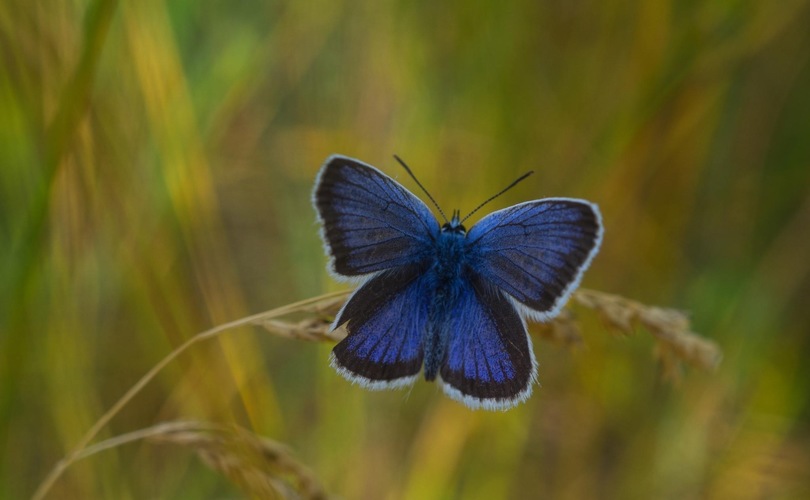 Modráčik 🦋