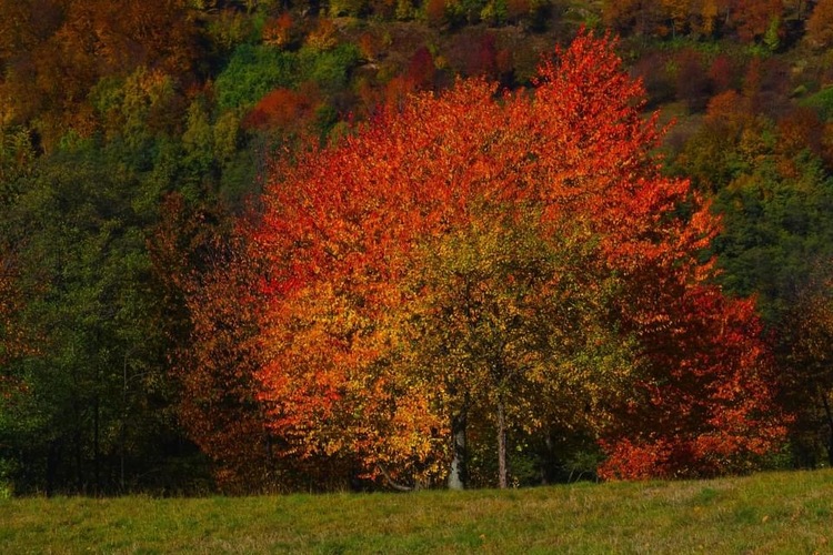 Jesenné  vyfarbovanie 🍂