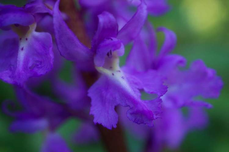 Vstavač mužský/ Orchis mascula