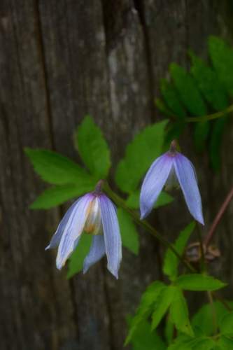 Plamienok  alpínsky / Clematis alpina