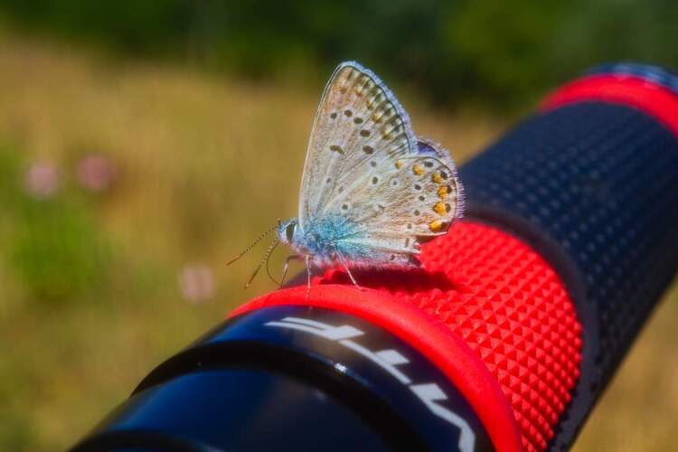 Modráčik🦋