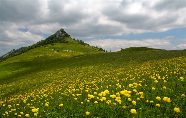 Žltohlavovo