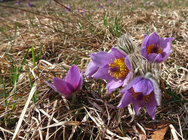 Pulsatilla slavica