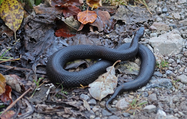 Vipera