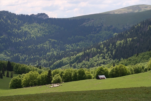 Ovečky spod Kýšok