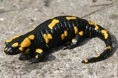 Salamander