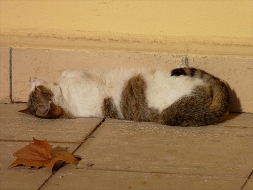 Mačacia siesta 2