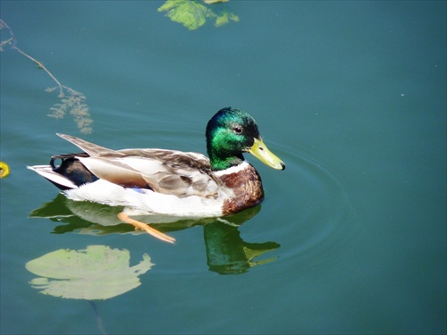 Kačací relax