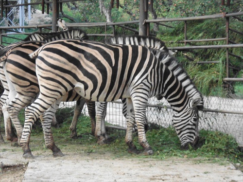 ZOO Bojnice