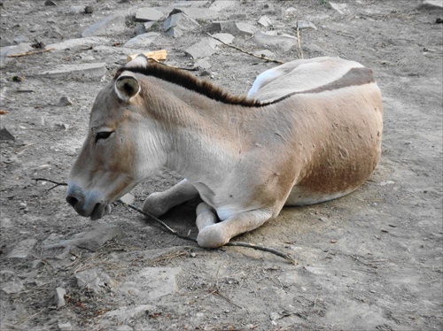 ZOO Bojnice