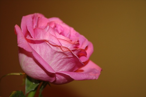 pink rose 2