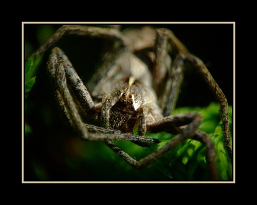 pavucia joga