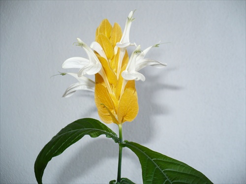 Pachystachys lutea