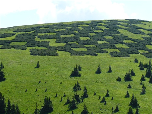 kosodrevina