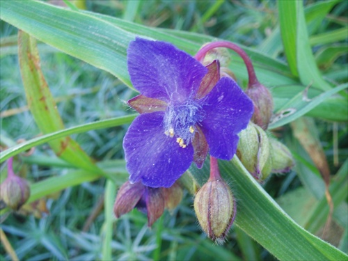 Tradescantia