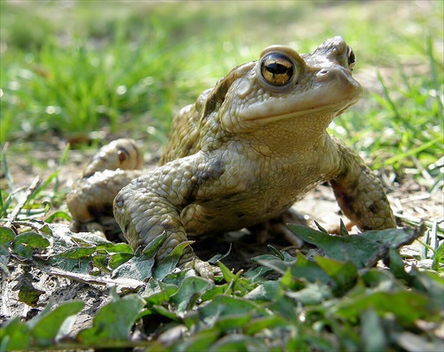 Bufo  bufo