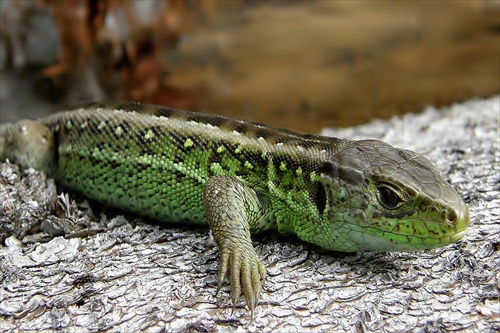 Lacerta  agilis