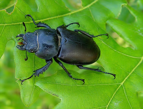 Tetka  Matylda