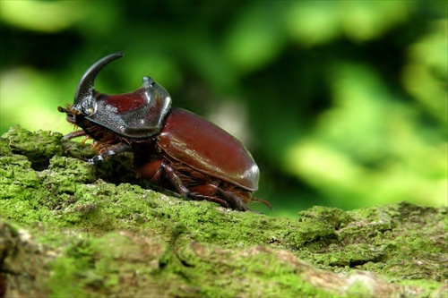 Oryctes  nasicornis