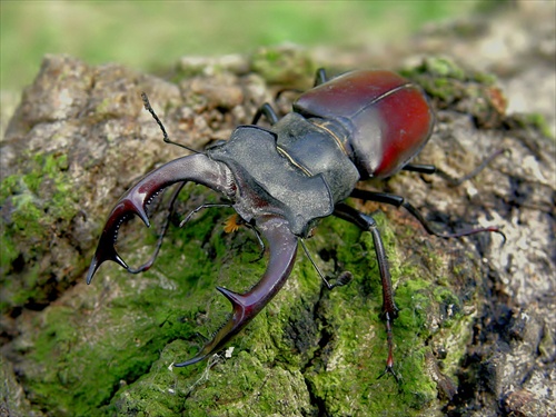 Lucanus  cervus  -  4