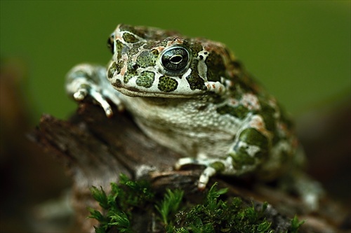 Bufo viridis