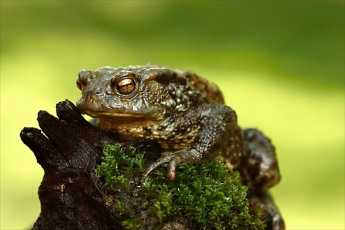 Bufo bufo - 3