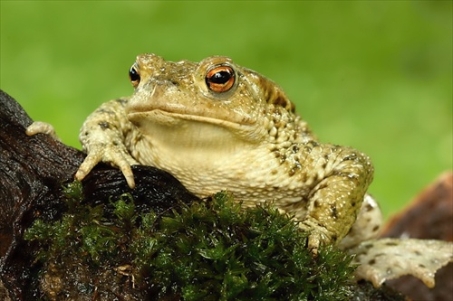 Bufo bufo - 9