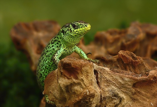 Lacerta agilis - 1