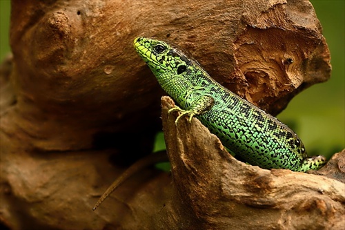 Lacerta agilis - 3