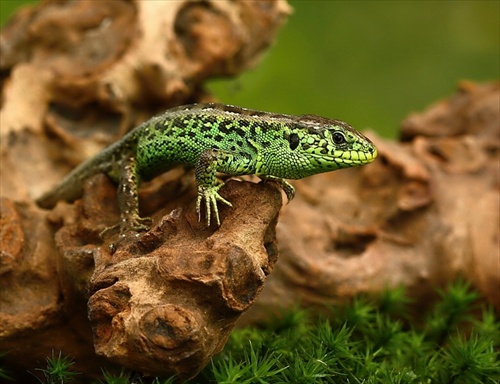 Lacerta agilis - 4