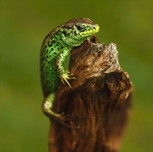 Lacerta agilis - 5