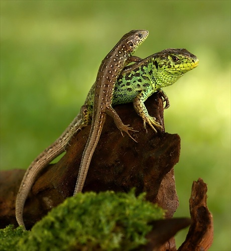 Lacerta agilis - 6