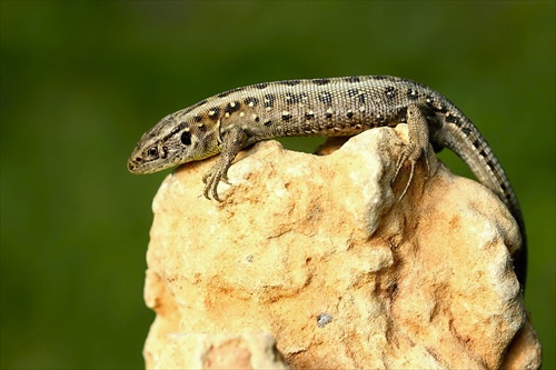 Lacerta agilis - 9