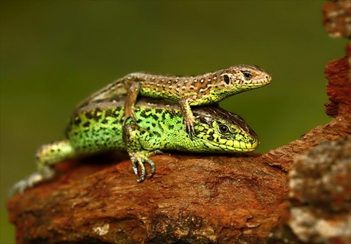 Lacerta agilis - 11