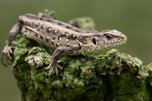 Lacerta agilis samička