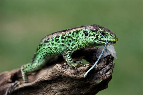 Lacerta agilis - 14