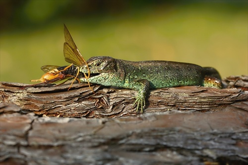 Lacerta agilis