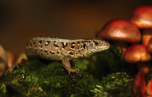 Lacerta agilis - 18